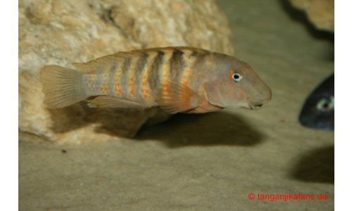 Eretmodus Bulu Point